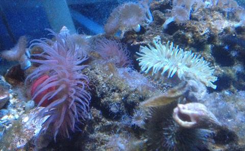 OES Research Aquarium