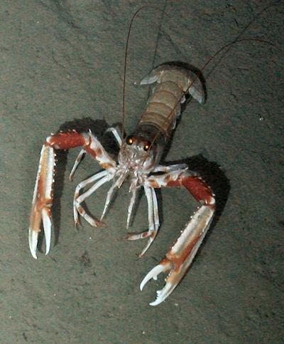 A langoustine