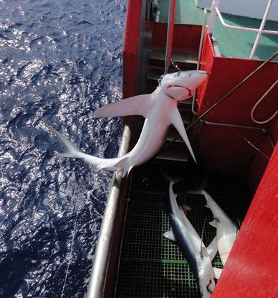 Blue shark