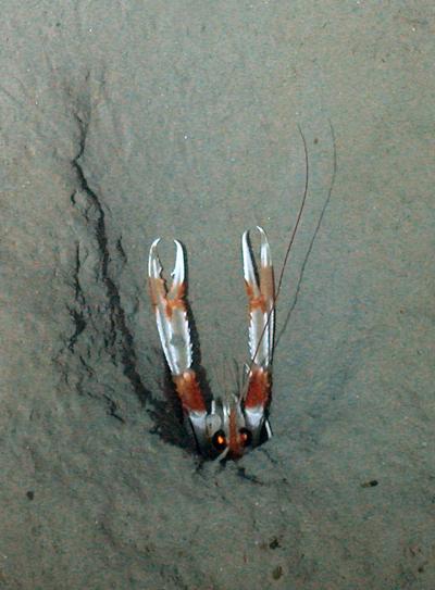 A langoustine