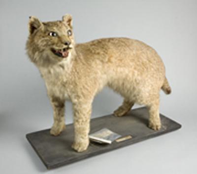 Courtesy of Bristol Museums, Galleries & Archives