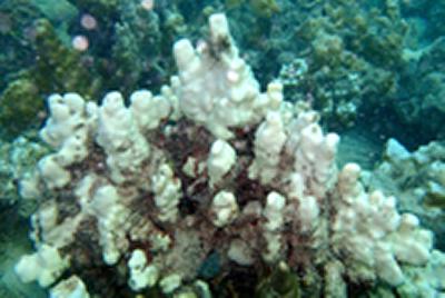 in the Persian / Arabian Gulf
