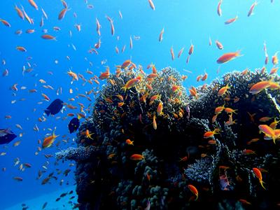 marine biology research paper marine biology research paper