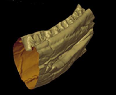 Created in the new 'µ-VIS' Centre for Computed Tomography