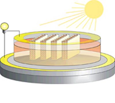The cells mimic photosynthesis in plants