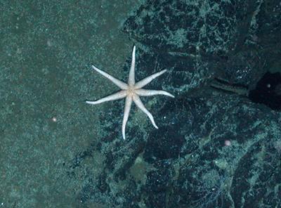 (c) NERC ChEsSo Consortium.