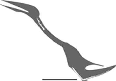 A silhouette of the known bones of Eurazhdarcho in position