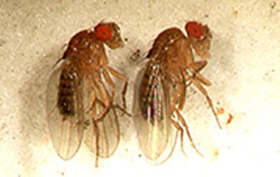 Fruit flies
