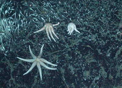 Paulasteriidae starfish
