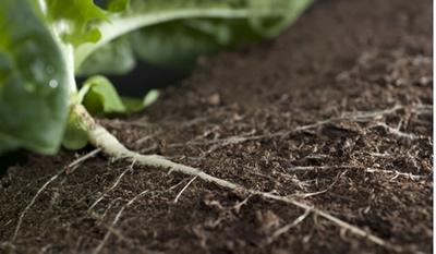 AMR in soil