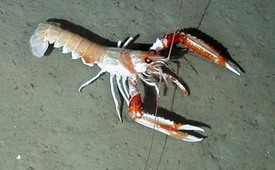 A langoustine (Nephrops norvegicus)