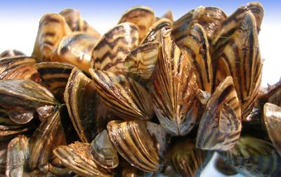 Zebra Mussels