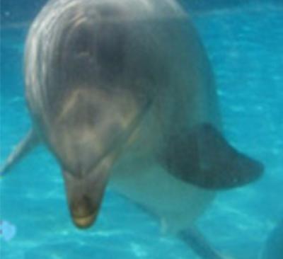Dolphin process their sonar signals