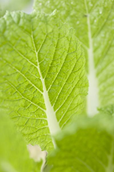 Green Veg