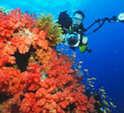 Galapagos coral