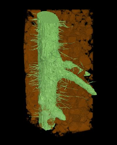 3D image of live wheat root hairs