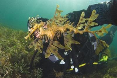 Alex Mustard's Photo