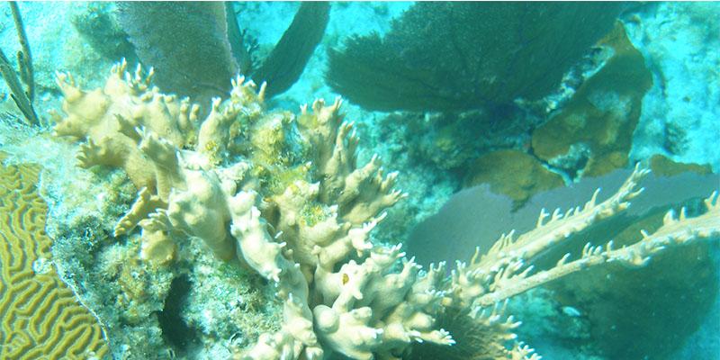 Essay on marine life