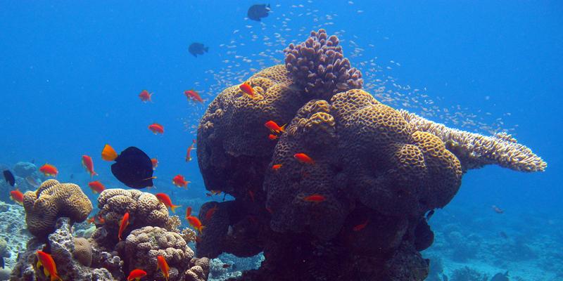 marine biology dissertation Thailand: marine conservation & research ideal for those studying marine biology and environmental opportunities for thesis and dissertation research. marine biology dissertation Thailand: marine conservation & research ideal for those studying marine biology and environmental opportunities for thesis and dissertation research.