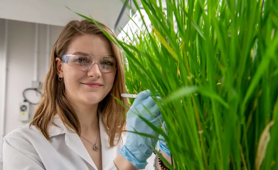 A student in lab coat and protective glasses collects a scientific sample from a large, green grass-like plant.