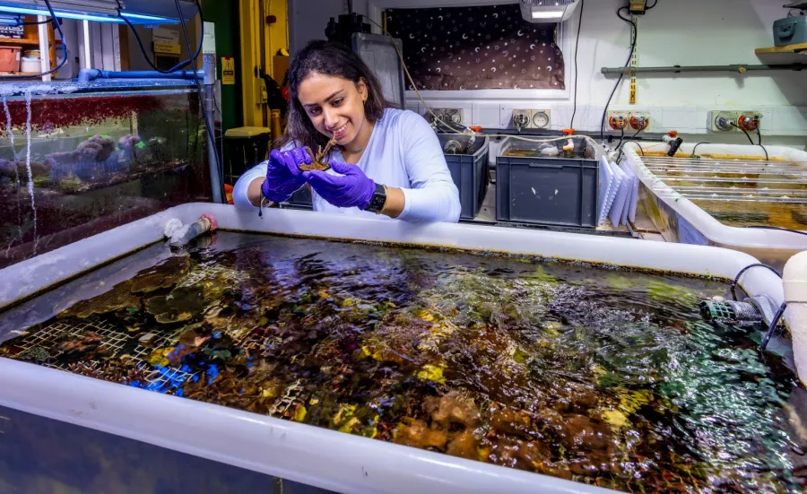 Masters student Christina Accad smiles as she stands over a research aquarium tank while volunteering at the National Oceanography Centre