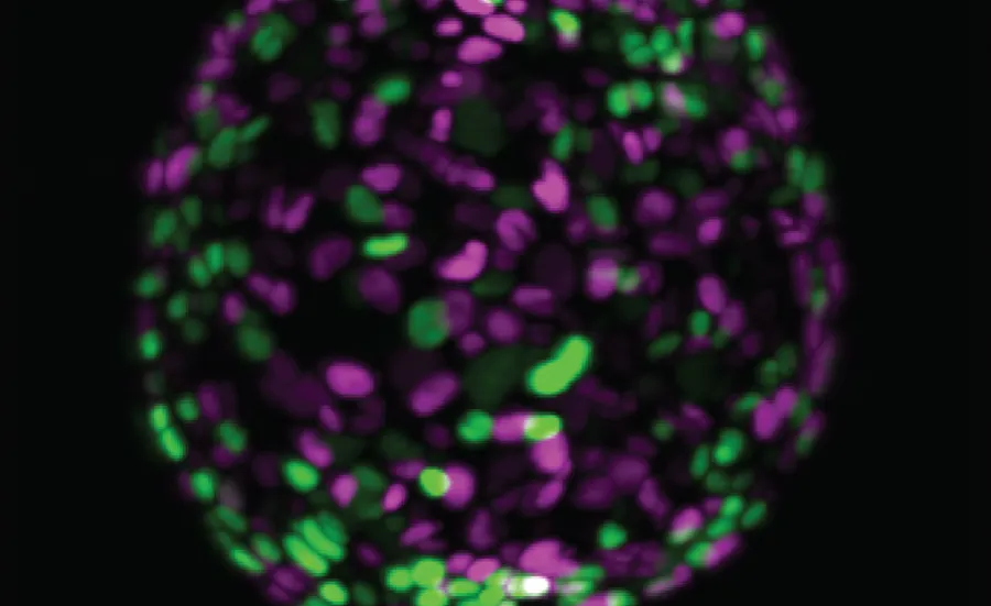 Image of a mouse pancreatic organoid, nuclei are labelled in green or purple dependent on cell proliferation status 