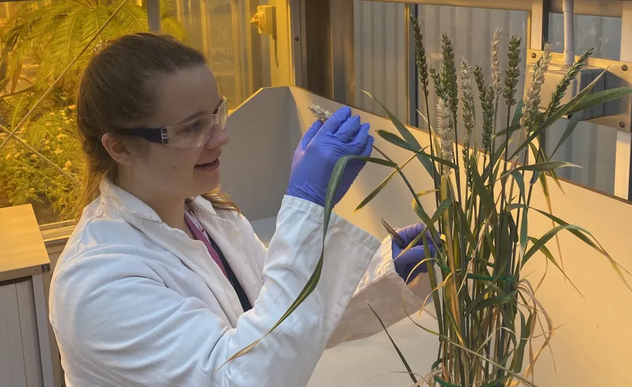 PhD student Daisy Bown looking at a grass plant in a lab