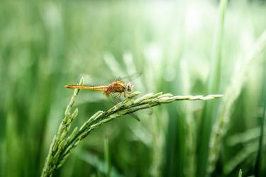 Dragonfly on green crops.