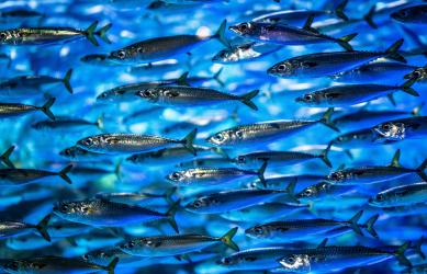 Shoal of herring swimming in the ocean
