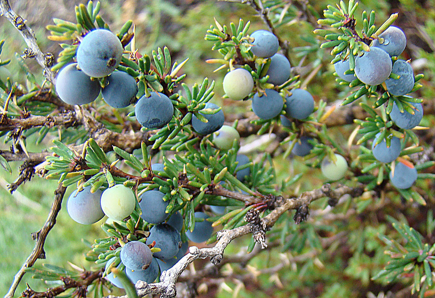 Berberis empetrifolia