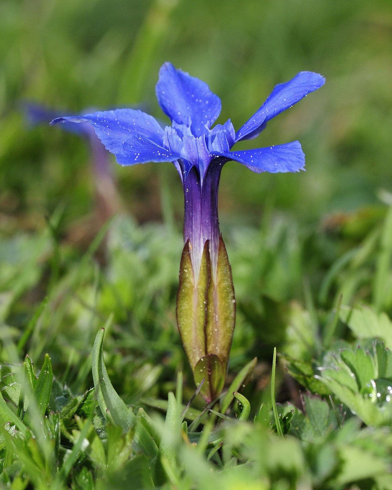 Gentian verna