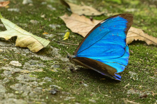 Morpho