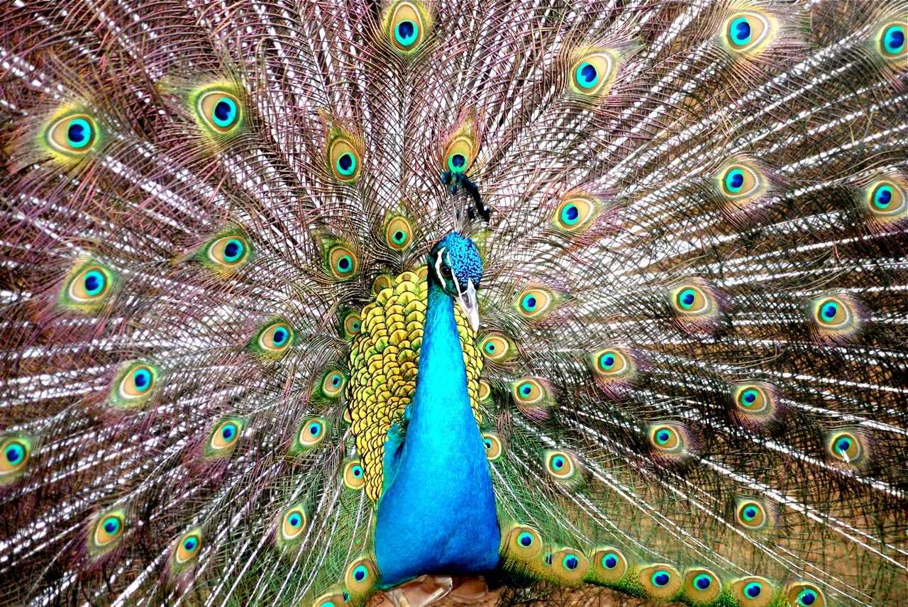 Peacock