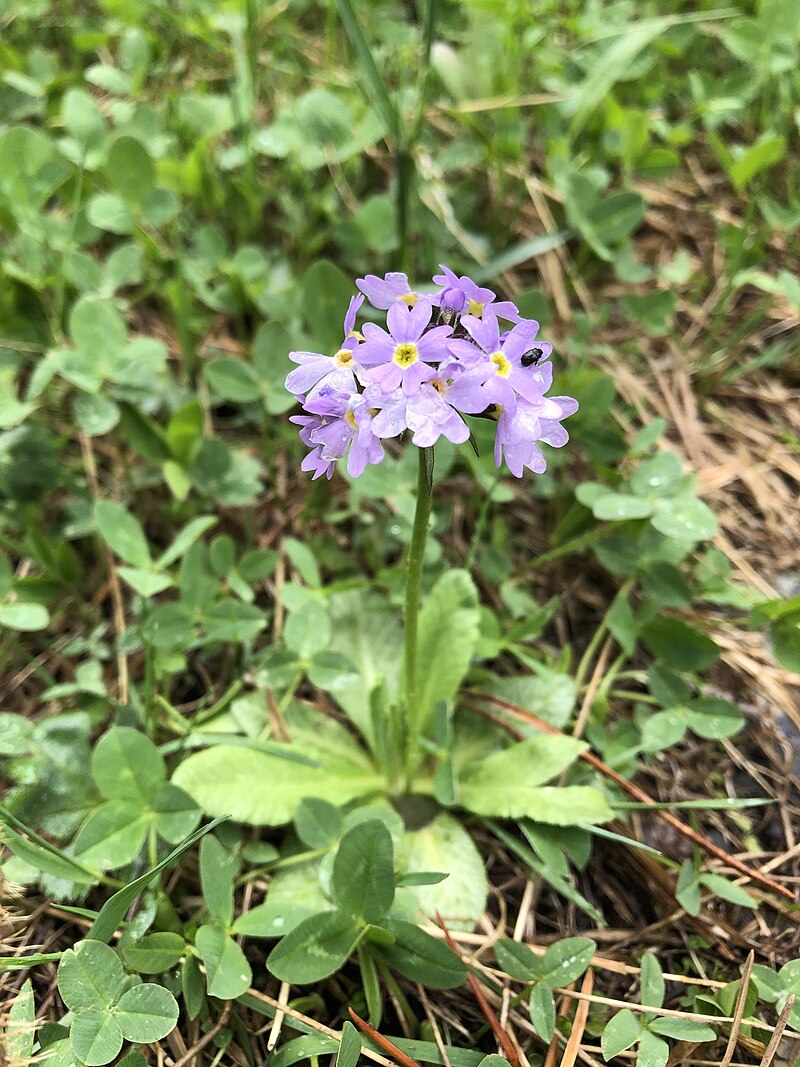 Primula algida