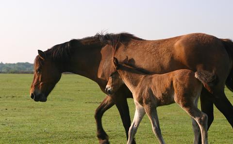 The new forest