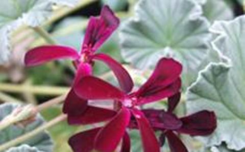 Peargonium plant