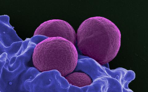 MRSA bug