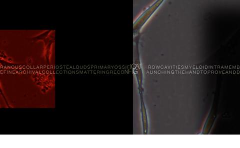 Screen 5 - Primordial