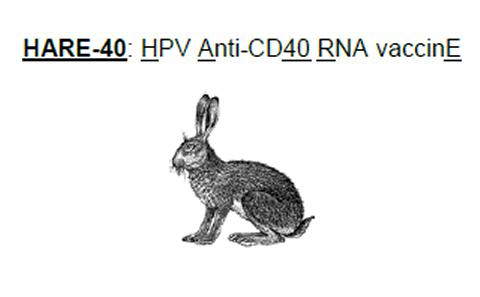 HARE-40 Logo