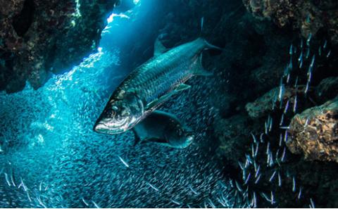 Free on-line course on the ocean