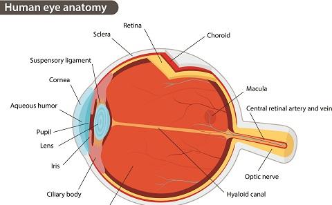 Eyeball