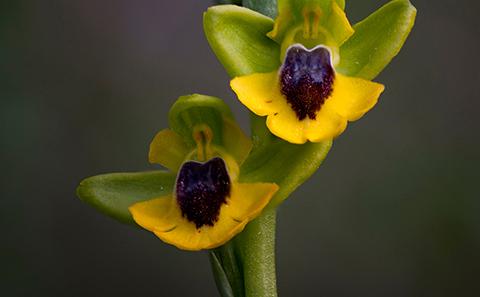 Flowers in summer