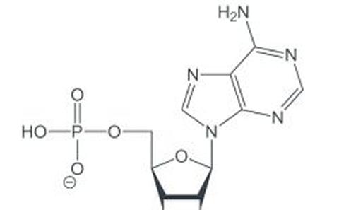 Adenosine monophosphate