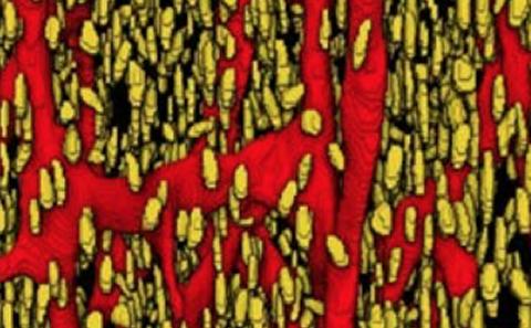 Ageing fossil birds using high-resolution X-Ray CT