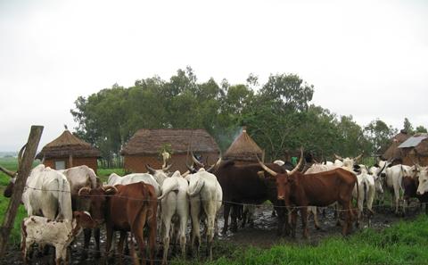 animals