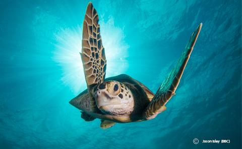 Green turtle swimming