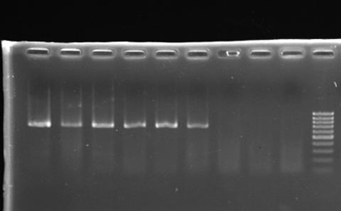 Genetics