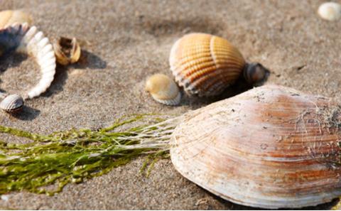Free on-line course about marine sediments