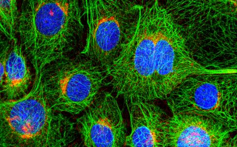 Advanced Light Microscopy Course