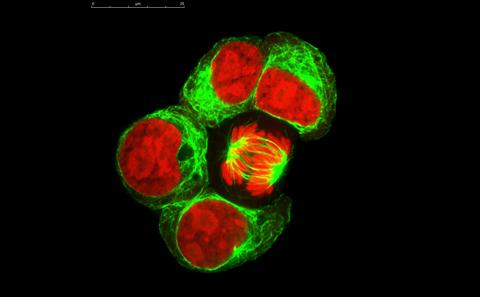 Human Development, Stem Cells and Regeneration